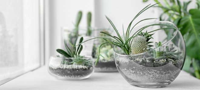 pequeños terrarios de vidrio curvo con plantas verdes