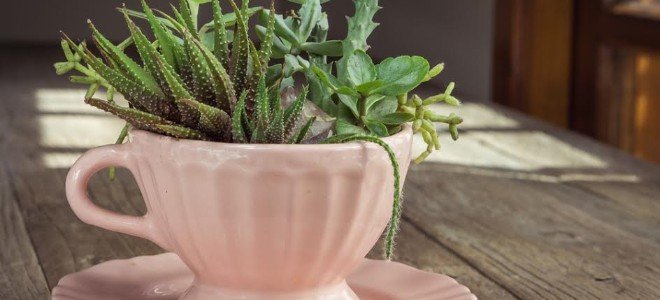taza de té rosa con pequeños cactus creciendo