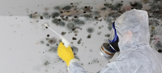Eliminación de moho y hongos en el sótano: una guía