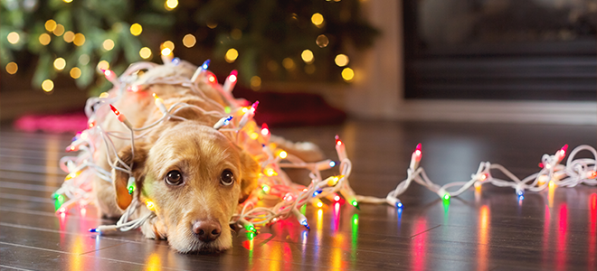 Un perro envuelto en luces navideñas.