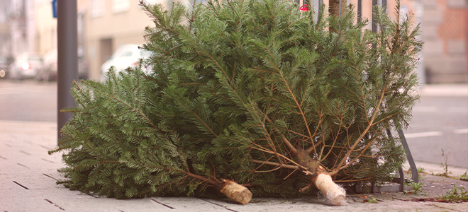 Limpieza del árbol de Navidad 101 |  LaNetaNeta.com