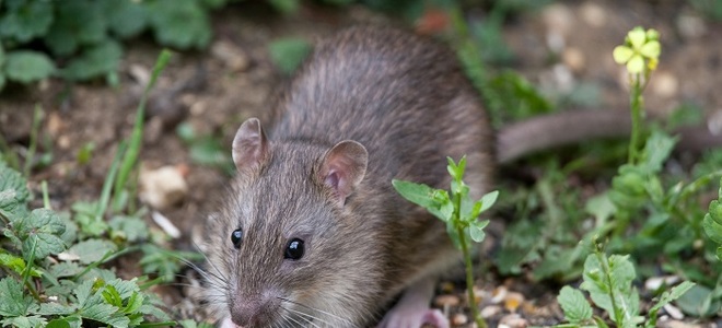 Cómo deshacerse de las ratas en una casa móvil