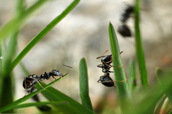 Hormigas carpinteras en pasto