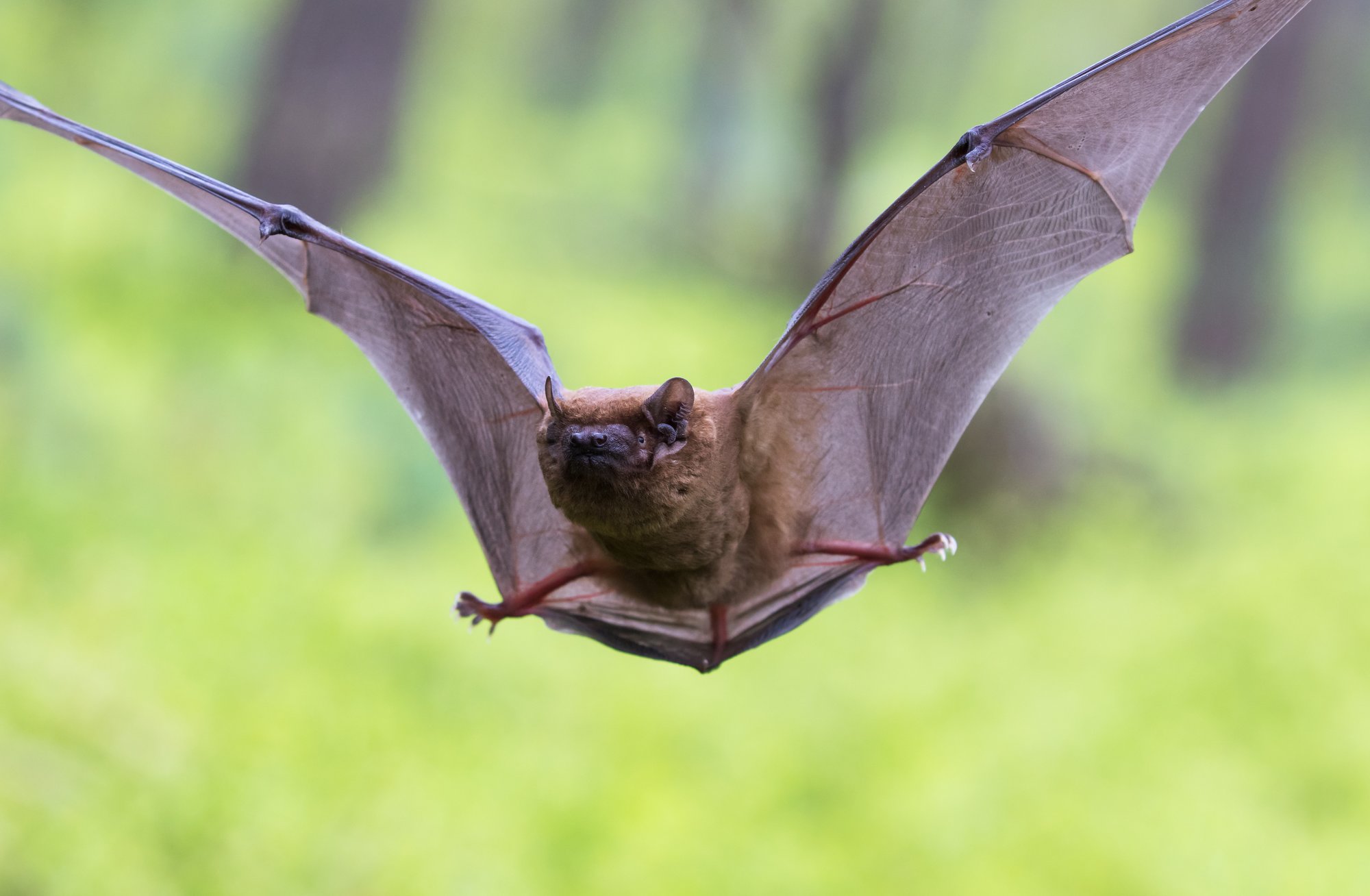 Un murciélago volando al aire libre.
