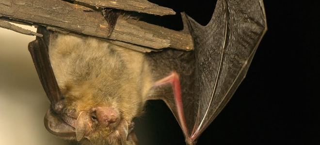 Cómo deshacerse de los murciélagos