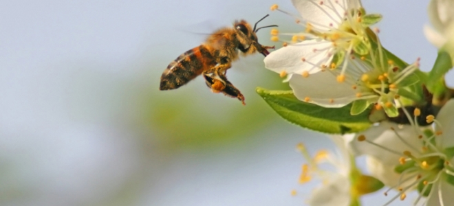 Cómo hacer repelente de abejas casero