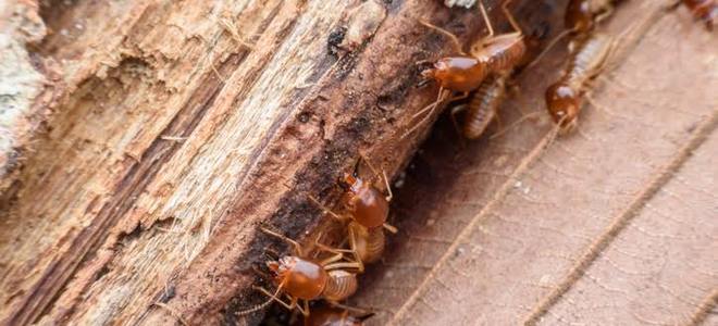 3 Preocupaciones sobre la seguridad del tratamiento de termitas