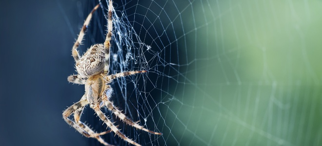 Identificación de arañas por sus redes