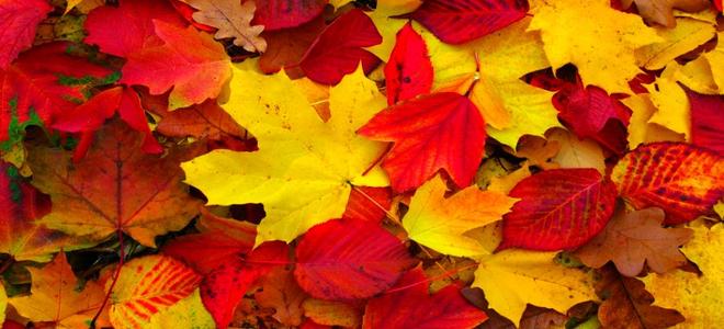 Cosas que hacer con las hojas de otoño