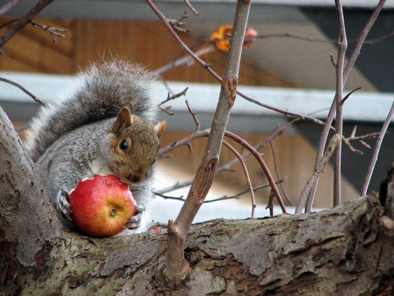Una ardilla sentada en un árbol y comiendo una manzana. 