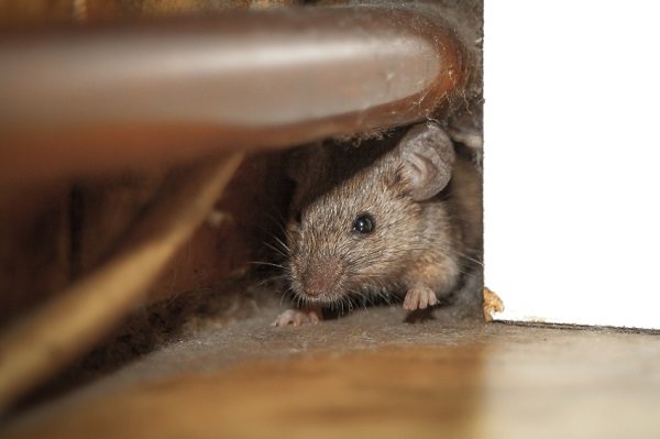 Un ratón escondido junto a una tubería en el suelo. 