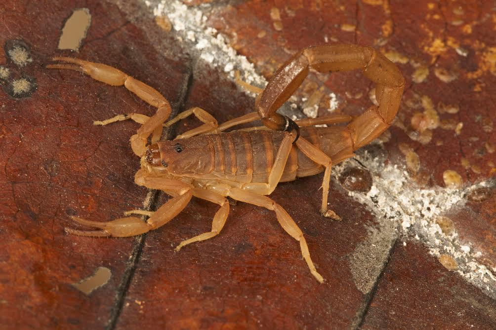 Un escorpión marrón claro contra el azulejo exterior. 