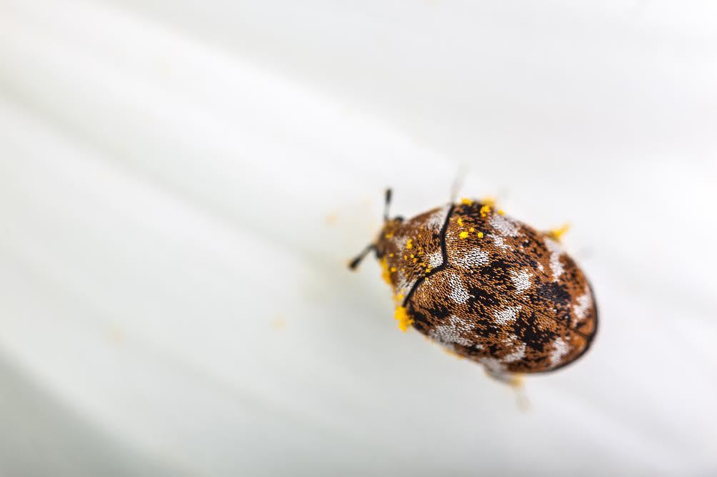Un escarabajo de alfombra sobre un fondo blanco. 