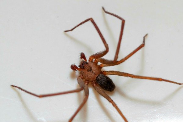 Señales reveladoras que las plagas dejan atrás, araña reclusa parda
