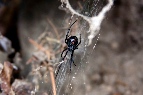 Señales reveladoras que las plagas dejan atrás, araña viuda negra