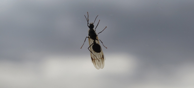 Cómo matar a las hormigas voladoras de forma natural