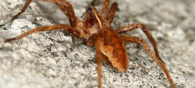 4 métodos naturales de control de plagas para deshacerse de las arañas