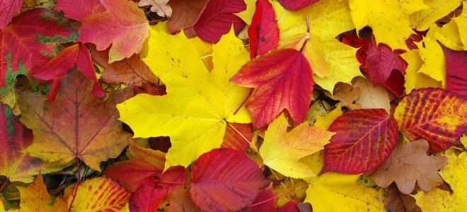 Cinco formas de conservar las hojas otoñales