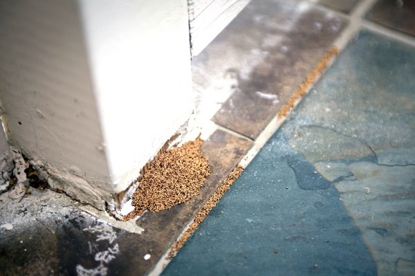 montón de daños por termitas
