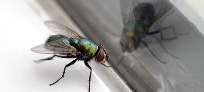 3 trucos caseros para deshacerse de las moscas