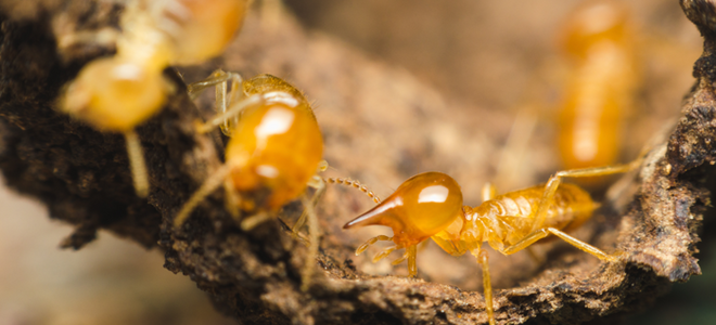 4 métodos de control de termitas explicados