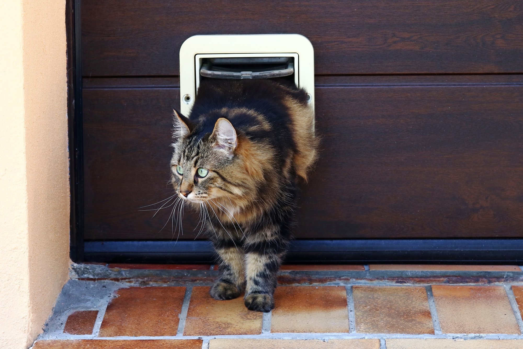 Una mascota sale por la puerta de una mascota.