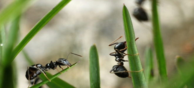 Cómo combatir las hormigas con Nutrasweet