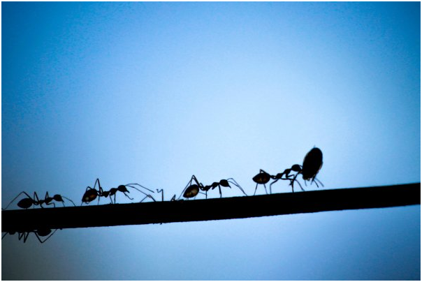 Las hormigas caminan en fila.