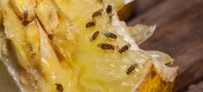 Cómo controlar las moscas de la fruta