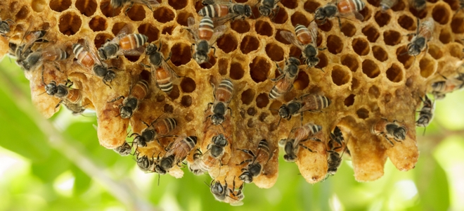 Cómo deshacerse de las abejas naturalmente