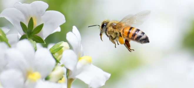 Cómo deshacerse de las abejas