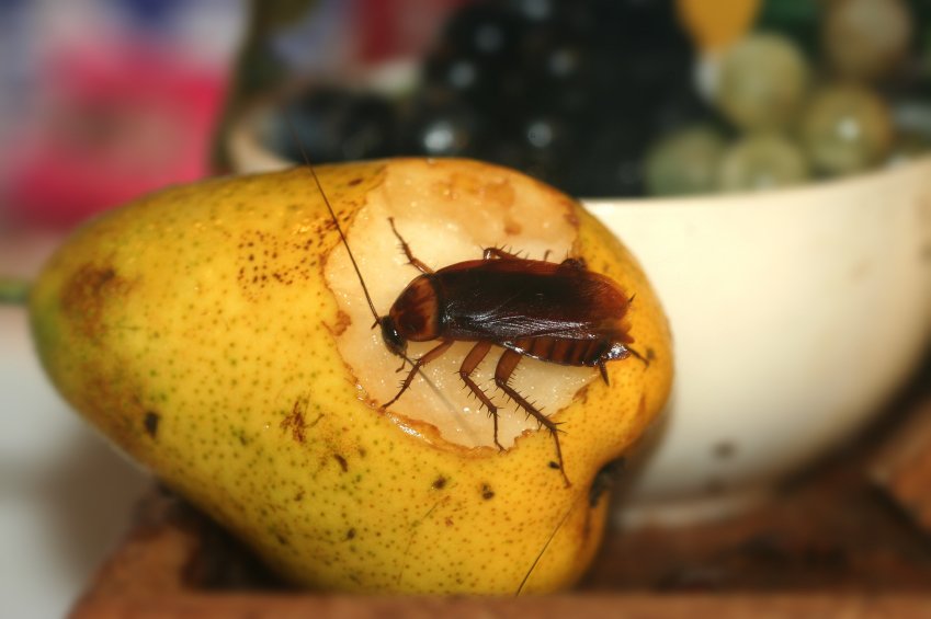 Una cucaracha en una pera.