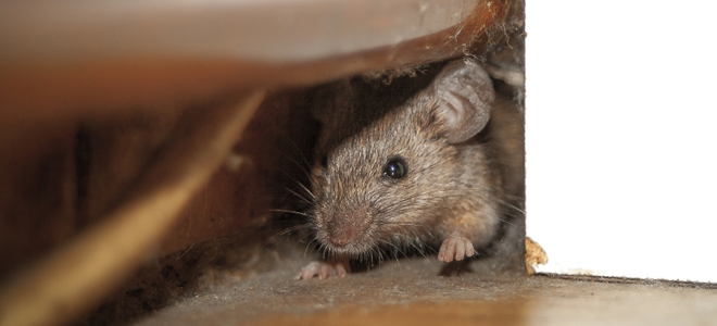 Cómo deshacerse de los ratones en su ático