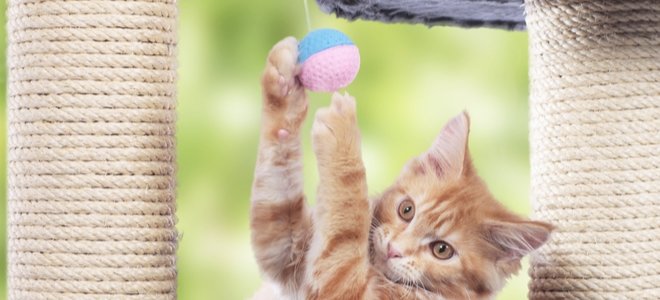 gato jugando con la pelota en el árbol del gato