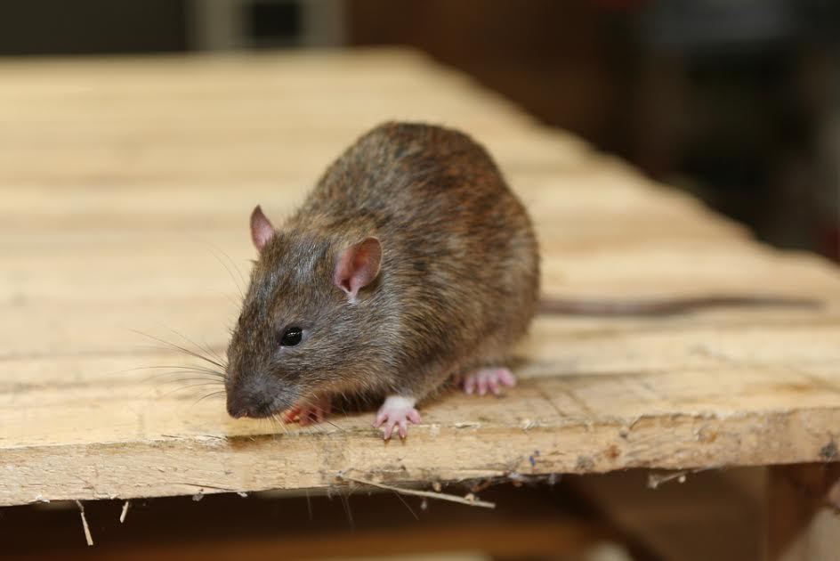 Una rata sobre un trozo de madera.