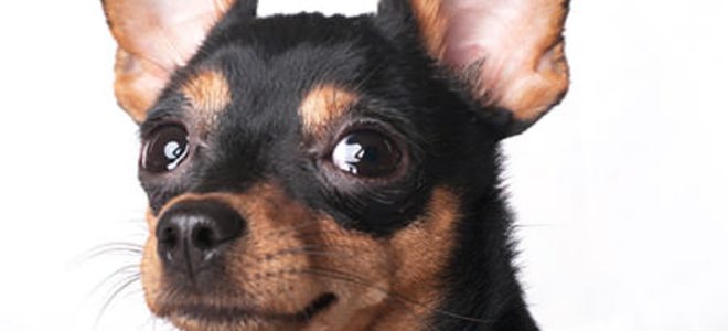 Cómo limpiar las orejas de un perro