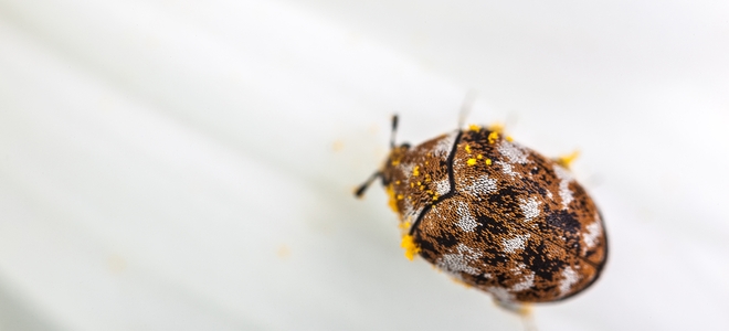 Cómo matar a los escarabajos de las alfombras de forma natural y segura