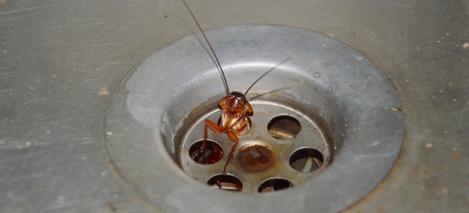 Cómo prevenir las cucarachas en sus desagües