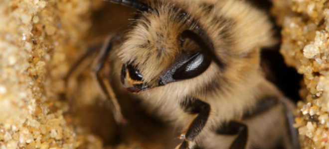 Cómo quitar una colmena de abejas subterránea