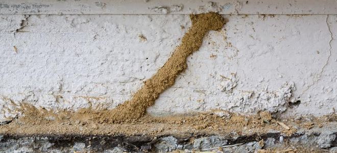 Cómo sellar un orificio de tratamiento de termitas