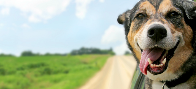 Cómo viajar por carretera con mascotas