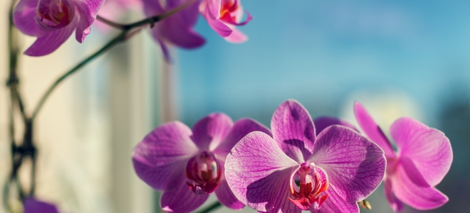 Conserva una flor de orquídea secándola