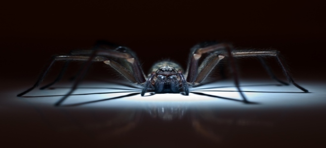 Control de arañas: cómo eliminarlas de su hogar