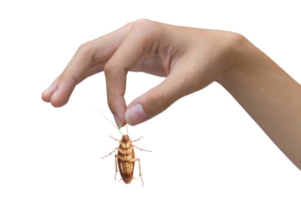Una mano sosteniendo una cucaracha