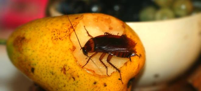 Cucarachas y hormigas: cómo controlarlas