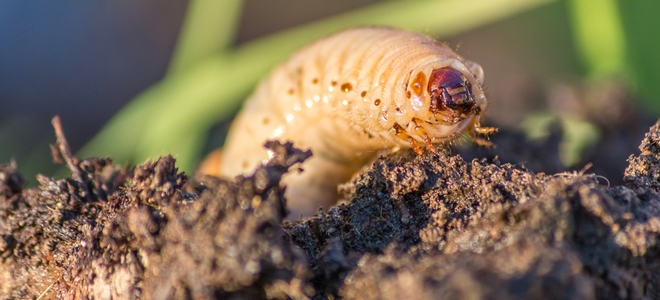 Eliminar una infestación de larvas |  LaNetaNeta.com