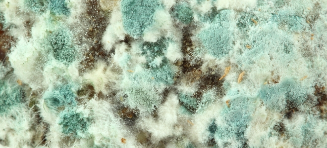 Elimine el moho y los hongos de su hogar