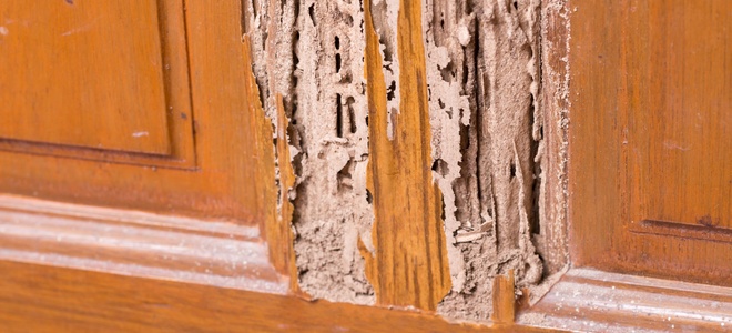 Explicación de los conceptos básicos de la reparación de daños por termitas
