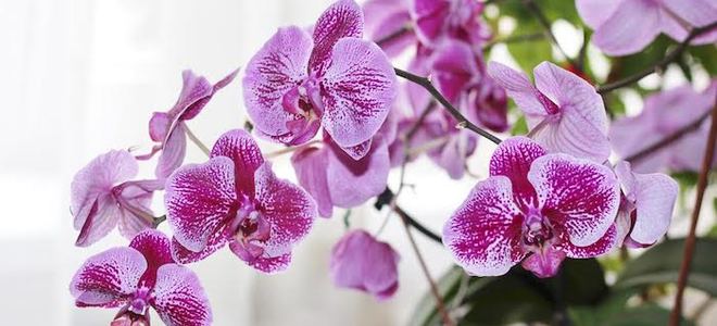 Hacer una flor de orquídea artificial