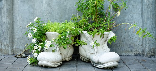 Zapatos viejos pintados de blanco con plantas que crecen de ellos